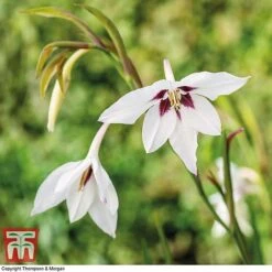 Summer Colour Bulb Collection -Vedicayur Store bulbs T44895 c