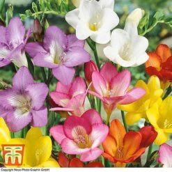 Summer Colour Bulb Collection -Vedicayur Store bulbs T44895 e