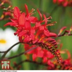 Summer Colour Bulb Collection -Vedicayur Store bulbs T44895 f