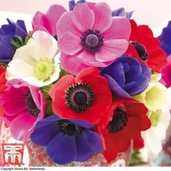 Summer Colour Bulb Collection -Vedicayur Store bulbs T44895 g