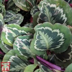 Calathea Roseopicta 'Medallion' 26 Calathea Roseopicta 'Medallion' -Vedicayur Store cal1