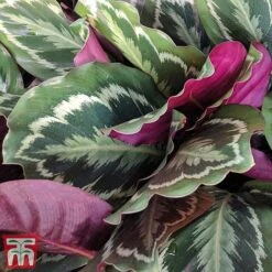 Calathea Roseopicta 'Medallion' 27 Calathea Roseopicta 'Medallion' -Vedicayur Store cal31