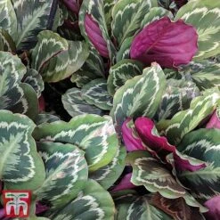 Calathea Roseopicta 'Medallion' 25 Calathea Roseopicta 'Medallion' -Vedicayur Store cal41