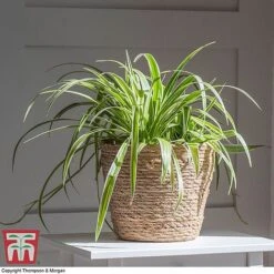 Chlorophytum Comosum 'Variegatum' -Vedicayur Store chloro