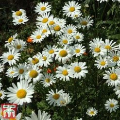 Chrysanthemum 'Silver Princess' 6 Chrysanthemum 'Silver Princess' -Vedicayur Store chry sil