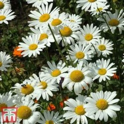 Chrysanthemum 'Silver Princess' 7 Chrysanthemum 'Silver Princess' -Vedicayur Store chry silv