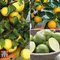 Citrus Tree Collection 11 Citrus Tree Collection -Vedicayur Store citrus t10993 A