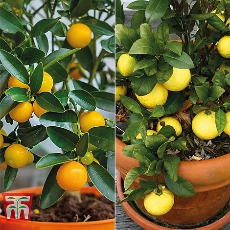 Citrus Tree Collection 1 Citrus Tree Collection
