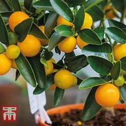 Citrus Tree Collection 8 Citrus Tree Collection -Vedicayur Store citrus t10993 C