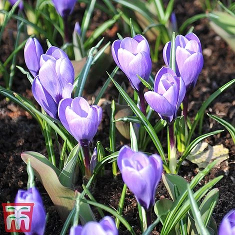 Crocus 'Grand Maitre' 2 Crocus 'Grand Maitre' - Image 2