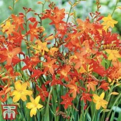 85 Wildlife Friendly Bulb Collection -Vedicayur Store croc1