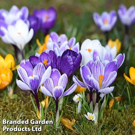 Bulb Spring Saver Collection 2 Bulb Spring Saver Collection - Image 2