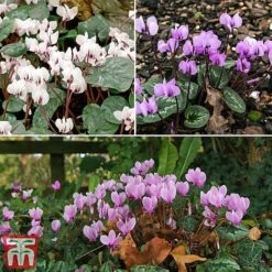 Cyclamen Bulb Collection