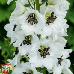 Delphinium Magic Fountains 'White Dark Bee'