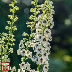 Delphinium Magic Fountains 'White Dark Bee' 5 Delphinium Magic Fountains 'White Dark Bee' -Vedicayur Store delp white3