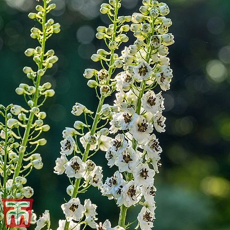 Delphinium Magic Fountains 'White Dark Bee' 3 Delphinium Magic Fountains 'White Dark Bee' - Image 3