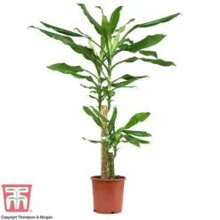 Dracaena Fragrans (House Plant) -Vedicayur Store dracaena1
