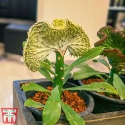 Euphorbia Lactea 'Cristata' -Vedicayur Store euph3