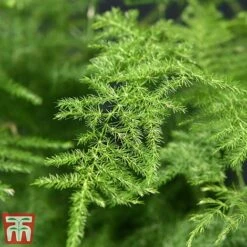 Asparagus Setaceus Plumosus -Vedicayur Store fern4