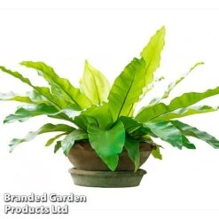 Asplenium Nidus 9 Asplenium Nidus -Vedicayur Store fern8
