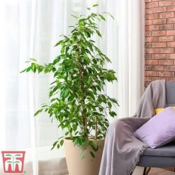 Ficus Benjamina -Vedicayur Store fig1