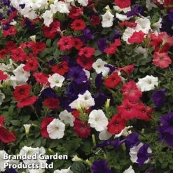 Petunia 'Easy Wave Union Jack Mix' -Vedicayur Store flag3