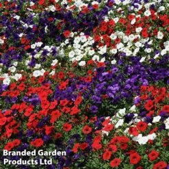 Petunia 'Easy Wave Union Jack Mix' -Vedicayur Store flag4