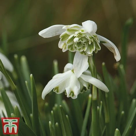 Snowdrop (Double-flowered) In The Green 1 Snowdrop (Double-flowered) In The Green