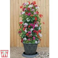 Geranium 'GeRainbow&trade; Mixed' -Vedicayur Store gerainbow