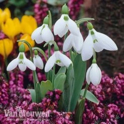 Woodland Garden Saver Collection -Vedicayur Store giantvm