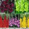 Gladioli 'Glamour' Collection
