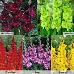 Gladioli 'Glamour' Collection