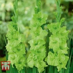 Gladioli 'Glamour' Collection -Vedicayur Store gladiolus p94356 b