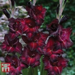 Gladioli 'Glamour' Collection -Vedicayur Store gladiolus p94356 c