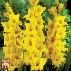 Gladioli 'Glamour' Collection -Vedicayur Store gladiolus p94356 e