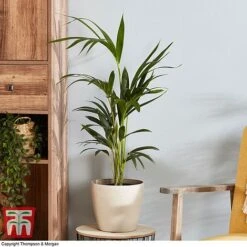 Kentia Palm -Vedicayur Store howe fors2