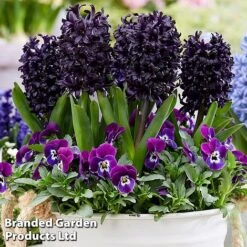 Bulb Spring Saver Collection 7 Bulb Spring Saver Collection -Vedicayur Store hyac3