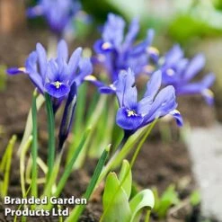 Bulb Bumper Collection -Vedicayur Store iris ret