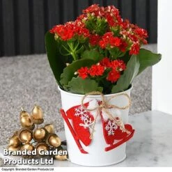 Christmas Kalanchoe - Gift -Vedicayur Store kali2