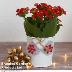 Christmas Kalanchoe - Gift -Vedicayur Store kali4