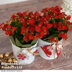 Christmas Kalanchoe - Gift -Vedicayur Store kali6