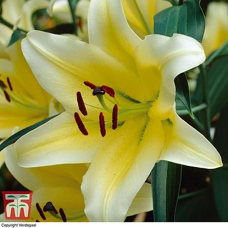 Tree Lily Collection 2 Tree Lily Collection - Image 2