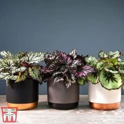 House Plant Urban Jungle Trio -Vedicayur Store mixed33