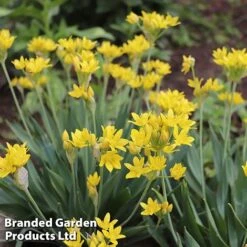 Bulb Bonanza Collection -Vedicayur Store moly2