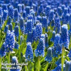 Bulb Bonanza Collection Mix -Vedicayur Store musc11