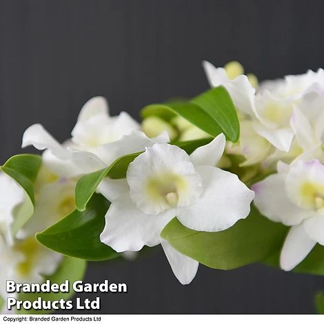 Dendrobium Nobile 'White Arch' 2 Dendrobium Nobile 'White Arch' - Image 2