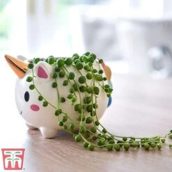 Senecio 'String Of Pearls' -Vedicayur Store pearl1