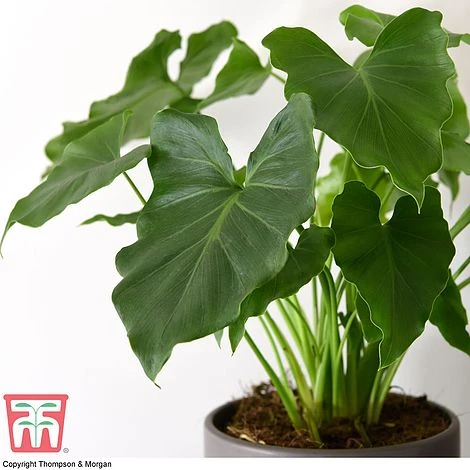 Philodendron 'Shangri La' 2 Philodendron 'Shangri La' - Image 2