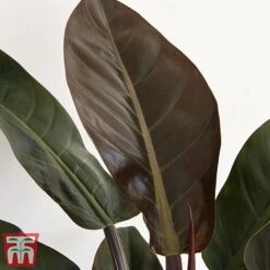 Philodendron 'Imperial Red' 6 Philodendron 'Imperial Red' -Vedicayur Store phil31