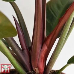 Philodendron 'Imperial Red' 7 Philodendron 'Imperial Red' -Vedicayur Store phil4